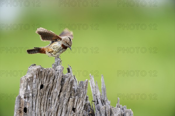 Red-throated wryneck (Jynx ruficollis)