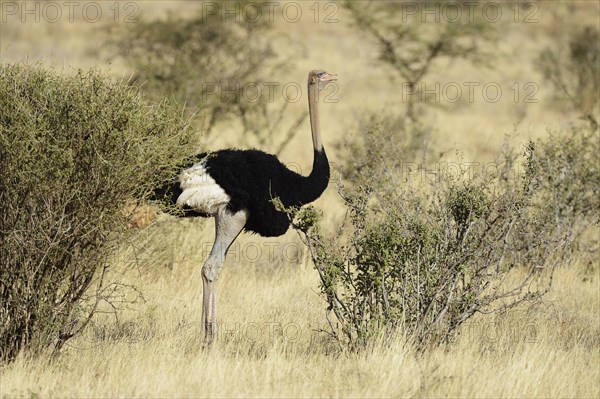 Somali Ostrich (Struthio molybdophanes)