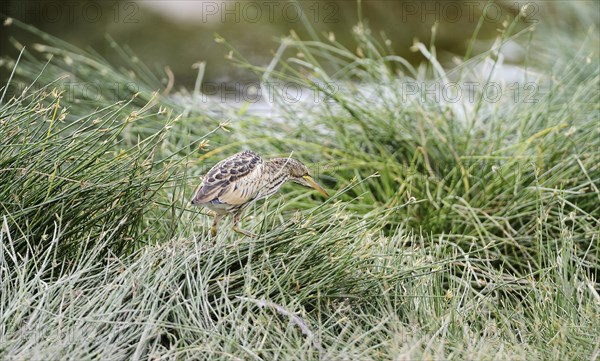 Little Bittern (Ixobrychus minutus)