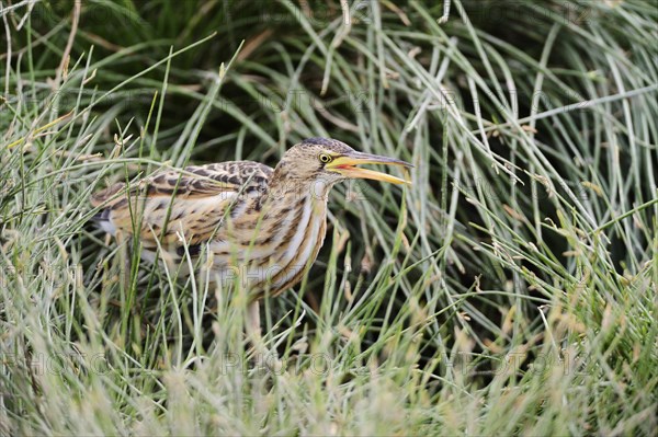 Little Bittern (Ixobrychus minutus)