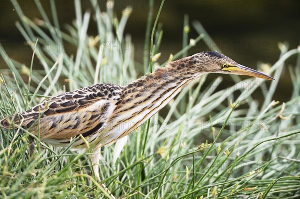 Little Bittern (Ixobrychus minutus) fixing gaze on prey