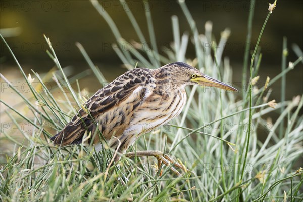 Little Bittern (Ixobrychus minutus)