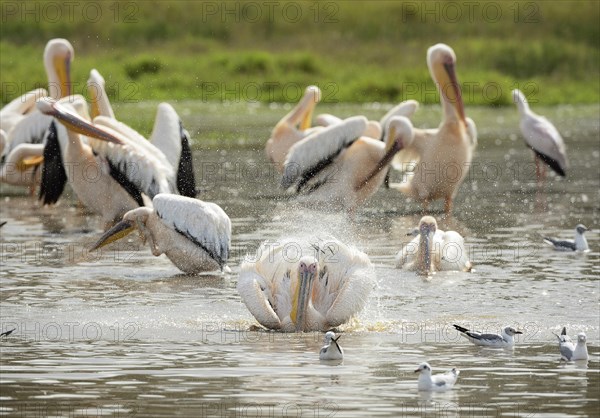 Great White Pelicans (Pelecanus onocrotalus)