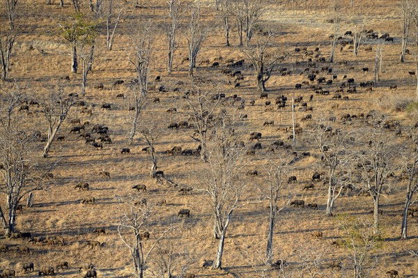 African Buffaloes or Cape Buffaloes (Syncerus caffer)