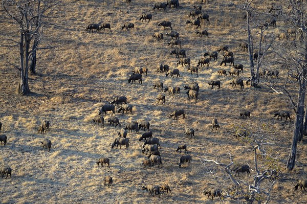 African Buffaloes or Cape Buffaloes (Syncerus caffer)