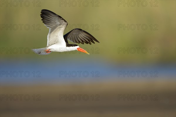 African Skimmer (Rynchops flavirostris) in flight