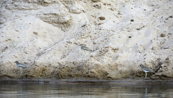 Water Thick-knees (Burhinus vermiculatus)