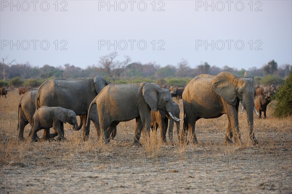 African Elephants (Loxodonta africana)