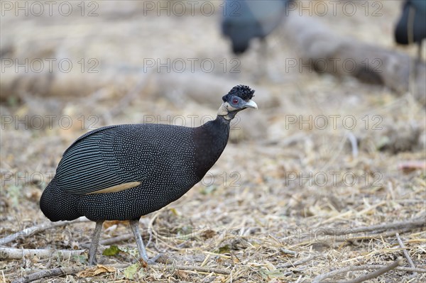 Plumed Guineafowl (Guttera plumifera)