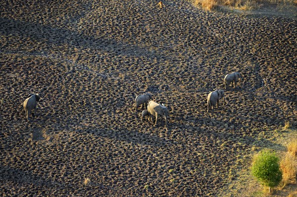 African Elephants (Loxodonta africana)