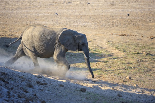 African Elephant (Loxodonta africana)