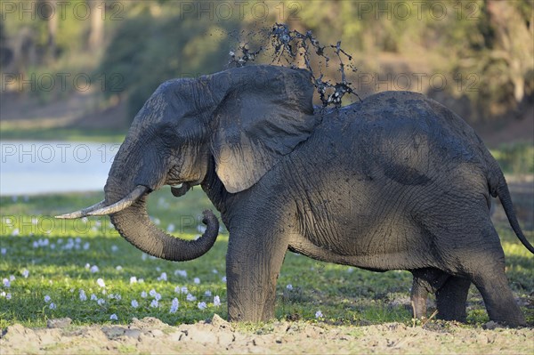 African Elephant (Loxodonta africana)