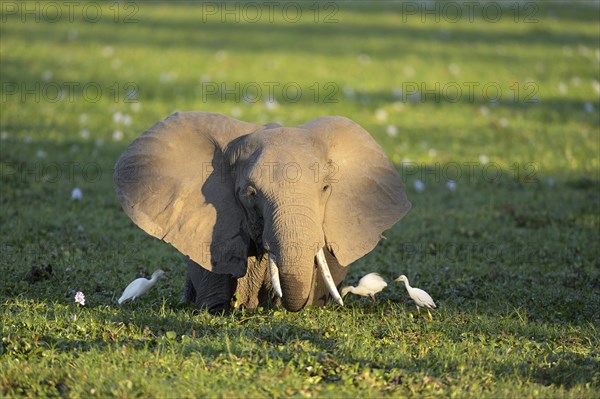 African Elephant (Loxodonta africana)