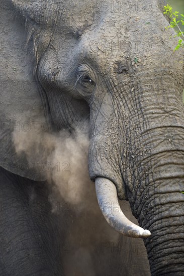 African Elephant (Loxodonta africana)