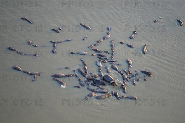 Hippopotamuses (Hippopotamus amphibicus) standing in shallow water