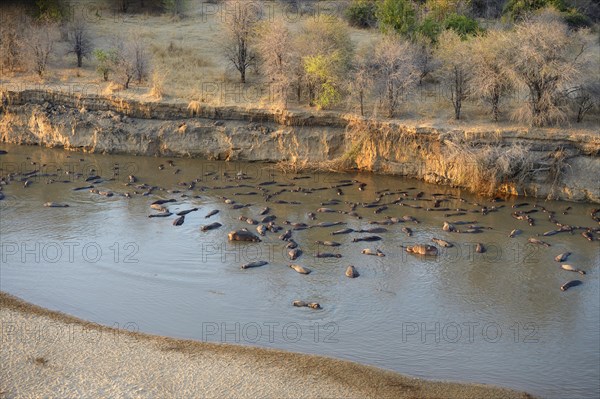 Hippopotamuses (Hippopotamus amphibicus) in shallow water