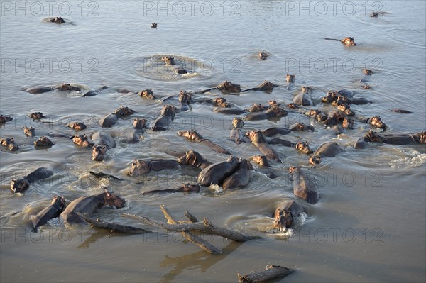 Hippopotamuses (Hippopotamus amphibicus) standing in shallow water