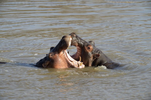 Hippopotamuses (Hippopotamus amphibicus)