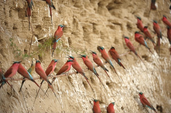 Southern Carmine Bee-eaters (Merops nubicoides)