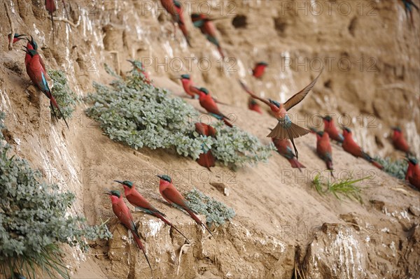 Southern Carmine Bee-eaters (Merops nubicoides)