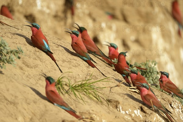 Southern Carmine Bee-eaters (Merops nubicoides)