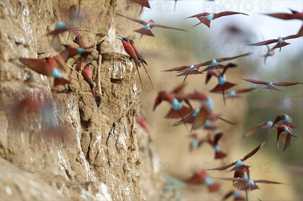 Southern Carmine Bee-eaters (Merops nubicoides)