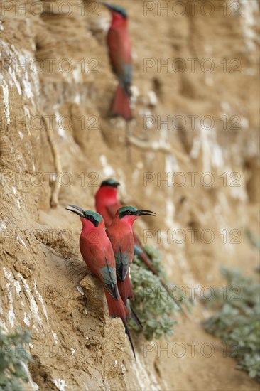 Southern Carmine Bee-eaters (Merops nubicoides)