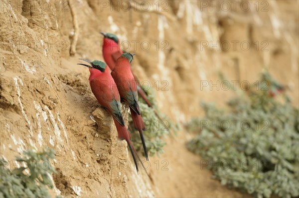 Southern Carmine Bee-eaters (Merops nubicoides)