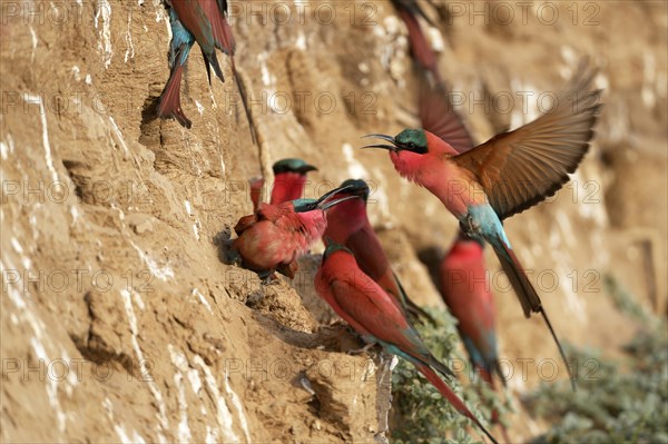 Southern Carmine Bee-eaters (Merops nubicoides)