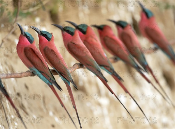 Southern Carmine Bee-eaters (Merops nubicoides)