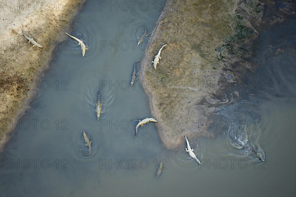 Nile Crocodiles (Crocodylus niloticus)