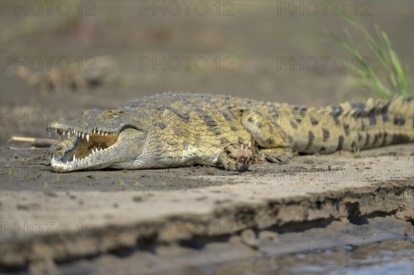 Nile Crocodile (Crocodylus niloticus)