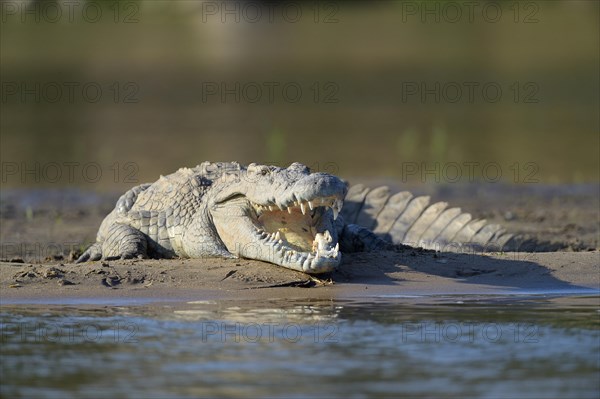 Nile Crocodile (Crocodylus niloticus)