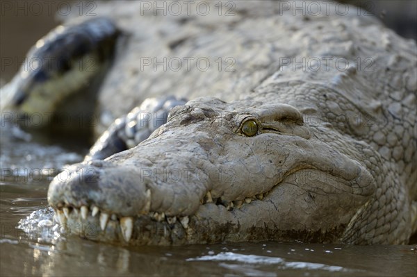 Nile Crocodile (Crocodylus niloticus)