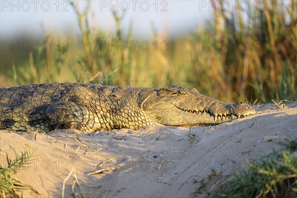 Nile Crocodile (Crocodylus niloticus)