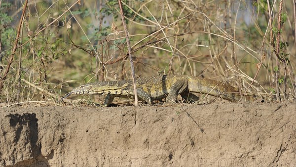 Nile Monitor (Varanus niloticus)