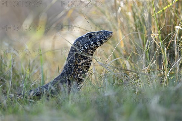 Nile Monitor (Varanus niloticus)