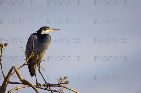 Black-headed heron (Ardea melanocephala)