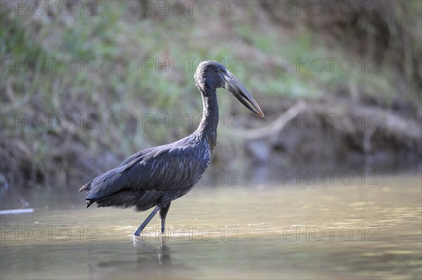 Asian Openbill (Anastomus oscitans) wading through shallow water