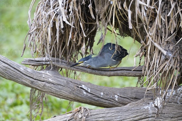 Striated Heron (Butorides striata)