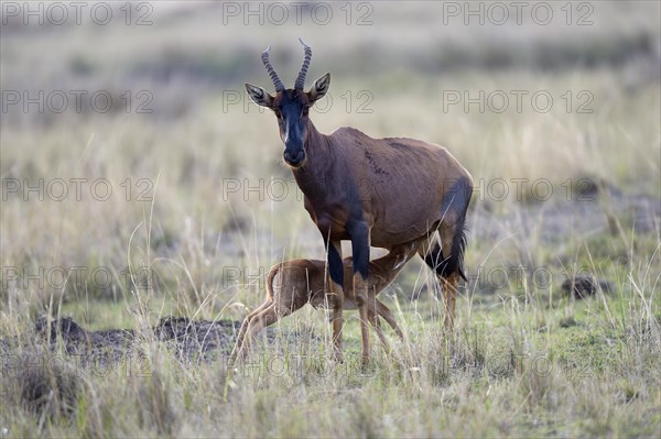 Topi (Damaliscus jimela)