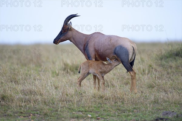 Topi (Damaliscus jimela)