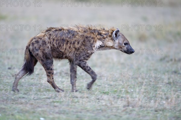 Spotted hyena