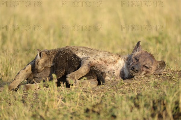 Spotted Hyena (Crocuta crocuta)