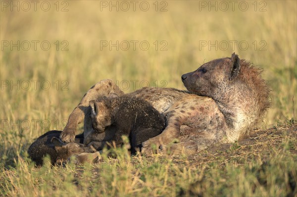 Spotted Hyena (Crocuta crocuta)