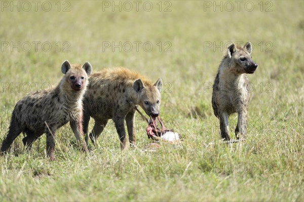 Spotted hyenas (Crocuta crocuta)