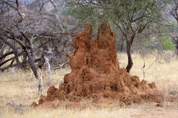 Termite mounds