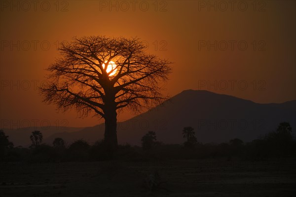 Baobab tree