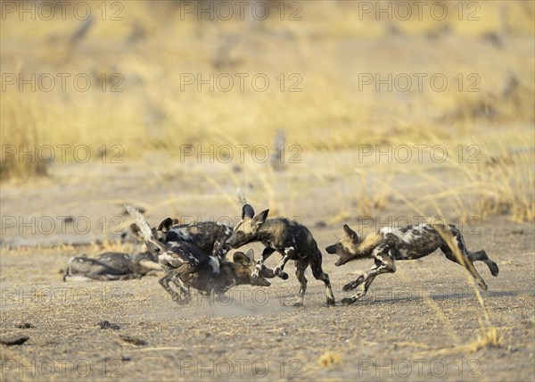 African wild dogs (Lycaon pictus)