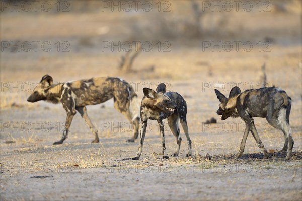 African Wild Dog (Lycaon pictus)